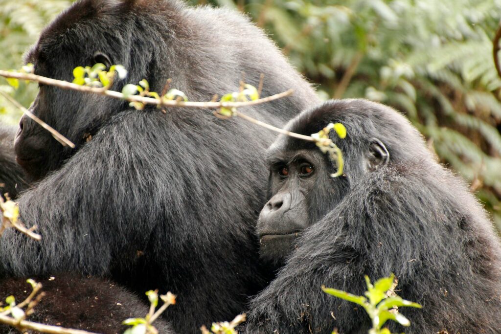 Bwindi Impenetrable National Park photo 3
