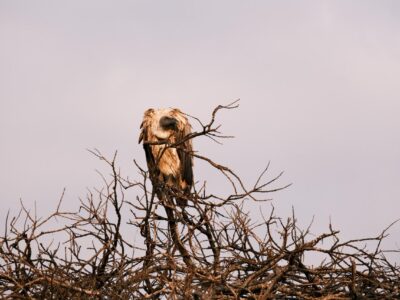 Lake Naivasha vs Lake Nakuru:  10 Comparisons For Which Rift Valley Lake is Best for Visitors.