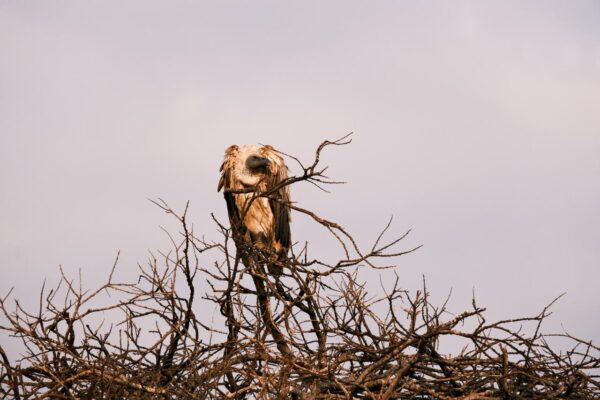 Lake Naivasha vs Lake Nakuru:  10 Comparisons For Which Rift Valley Lake is Best for Visitors.