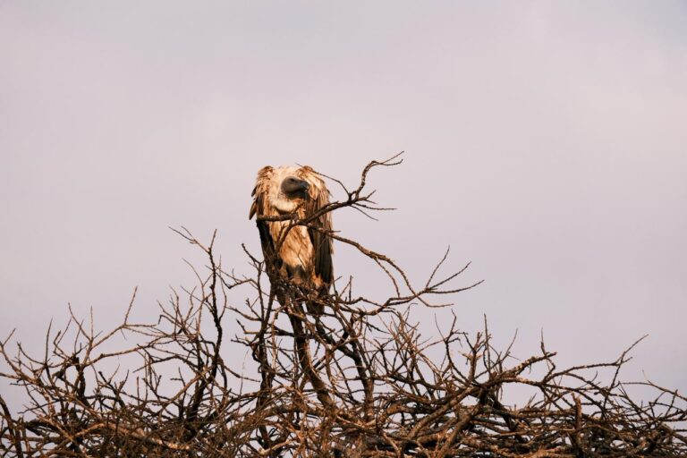Lake Naivasha vs Lake Nakuru:  10 Comparisons For Which Rift Valley Lake is Best for Visitors.