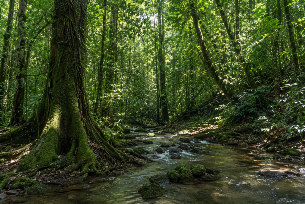 Ancient Forests in Kenya: 7 Stunning and Magical Indigenous Forests (2026 Guide)