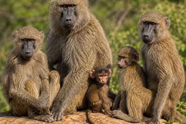 Why Primates are Important  for Biodiversity: The Ultimate Guide to their Vital Role.