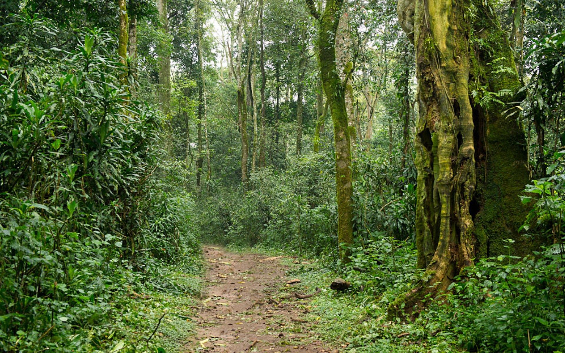 Kakamega forest: Ancient forests in Kenya