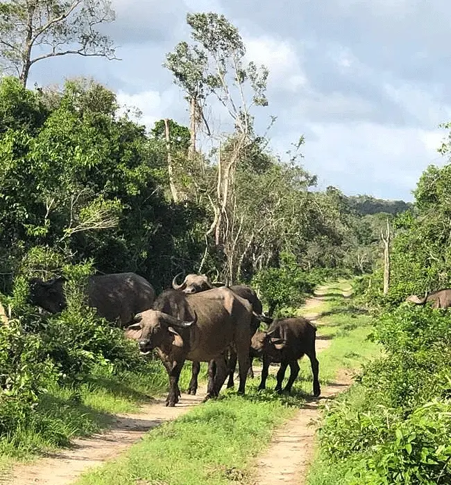 Arabuko sokoke: Ancient forests in Kenya