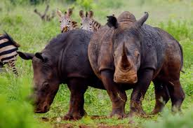 Meru National Park: Exploring Kenya’s Best Kept Safari Secret