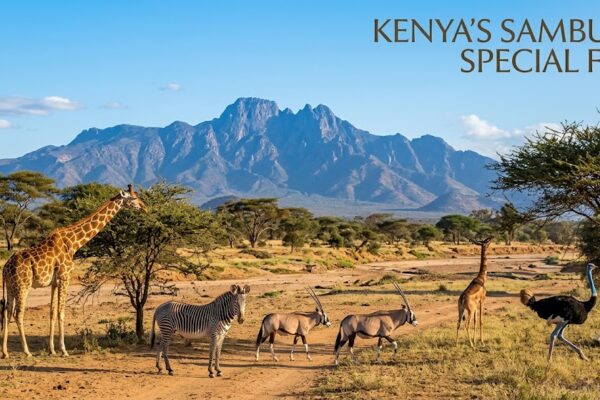 Beyond the Big 5: Discovering Kenya’s Samburu Special Five on an Authentic Safari