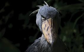 The Shoebill Stork: 6 Most Fascinating Things About Africa’s Most Unusual Bird