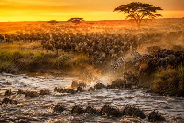 Animal Migrations in Kenya: The Ultimate Guide to Nature’s Greatest Wildlife Journeys