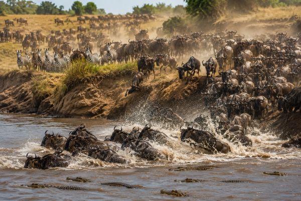 7 Best Places to Witness the Great Migration in the Maasai Mara (2026 Guide)