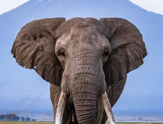 Best Time to Visit Amboseli National Park: Your Complete Safari Planning Guide