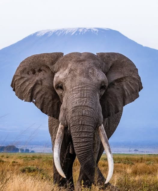 Best Time to Visit Amboseli National Park: Your Complete Safari Planning Guide