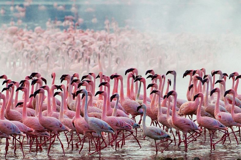 flamingo migration in Lake Nakuru, it is among the common animal migrations in Kenya