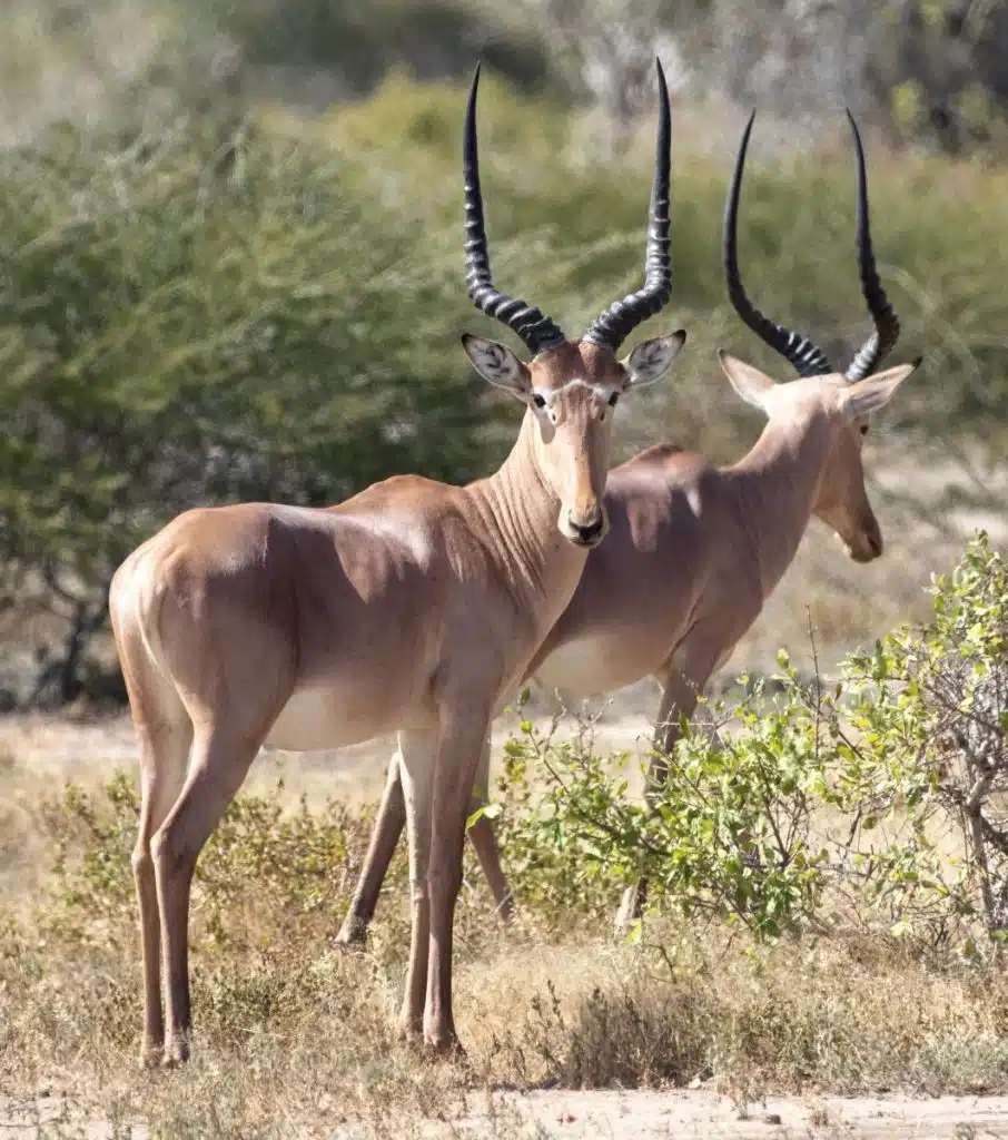 Hirola conservation is an example of how Kenya protects endangered wildlife