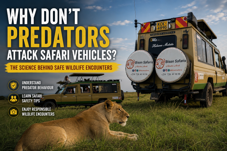 Why Don’t Predators Attack Safari Vehicles? The Science Behind Safari Safety