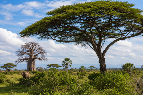 Trees in Kenya: 11 Incredible Species Every Safari Traveler Should Know