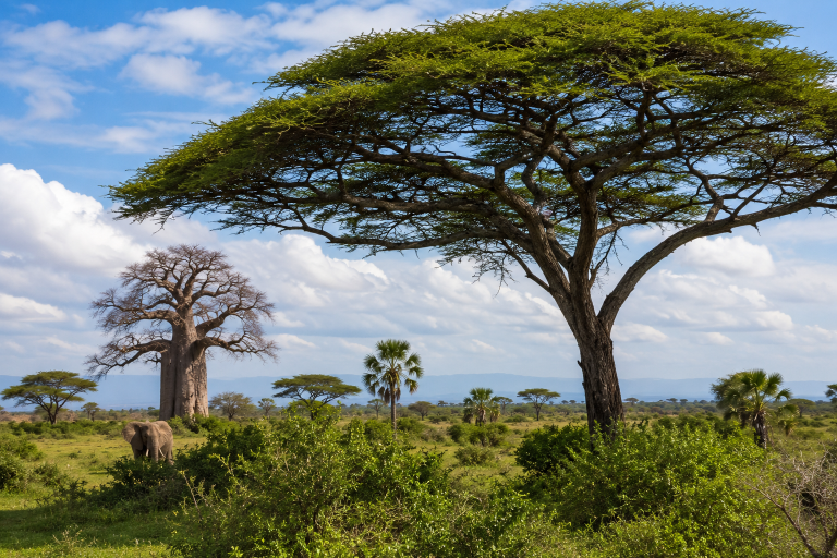 Trees in Kenya: 11 Incredible Species Every Safari Traveler Should Know