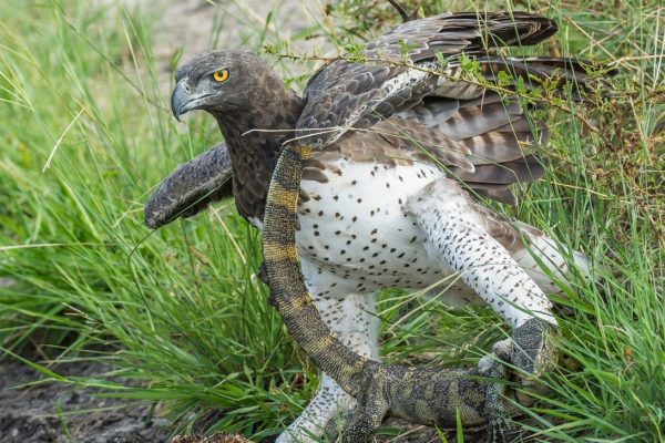 The Martial Eagle: Africa’s Powerful Bird of Prey