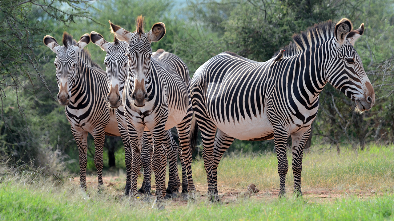 Grevy's zebra conservation shows how Kenya protects endangered wildlife