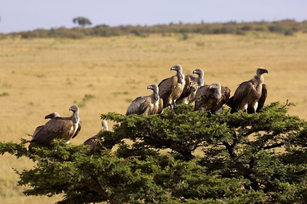 7 Fun Facts About Vultures: Discover the Hidden Secrets of Nature’s Cleanup Crew