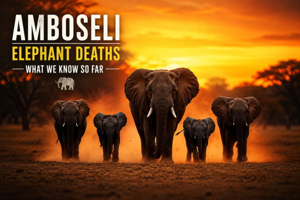 The Amboseli Elephant Deaths Explained: What They Mean for Kenya’s Wildlife Conservation
