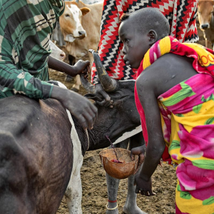 The Mursi collecting blood from cows