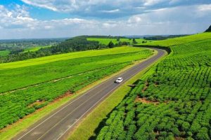 Kenya beyond safari: Tea farms in the highlands