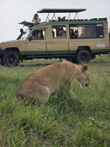 What is a safari really like, watching wildlife during game drives