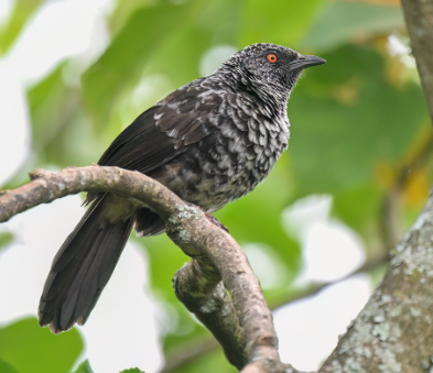 Endemic Birds to Kenya: A Complete Guide to Kenya’s Unique Avian Treasures