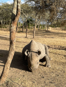 baraka blind rhino
