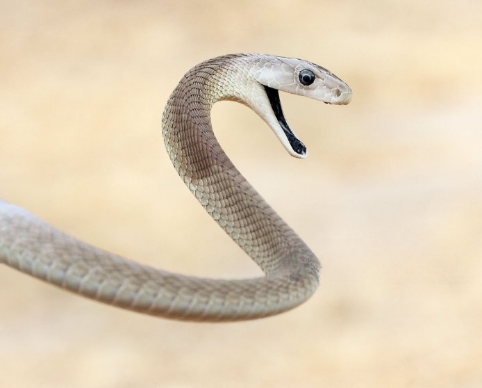 most dangerous snakes in kenya