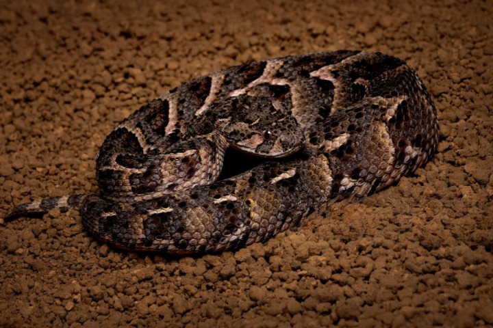 among most dangerous snakes in Kenya