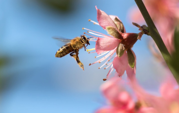 insects in kenya