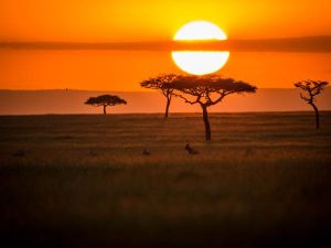 What is a safari really like? See the wonderful sunrise in the Kenyan bush