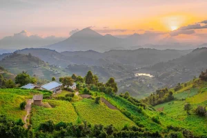 The green nature of Uganda, the pearl of Africa