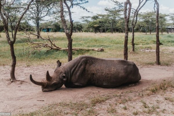 Baraka the Blind Rhino: The Extraordinary Life and Legacy of Kenya’s Famous Black Rhino