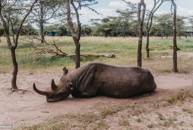 Baraka the Blind Rhino: The Extraordinary Life and Legacy of Kenya’s Famous Black Rhino