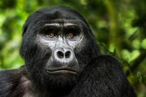 Mountain gorillas in Uganda