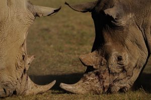 baraka blind rhino