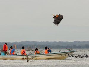 African fish eagle: Lake Naivasha