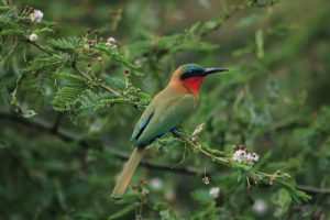 Queen Elizabeth National Park is also a good destination for birdwatching safaris in East Africa