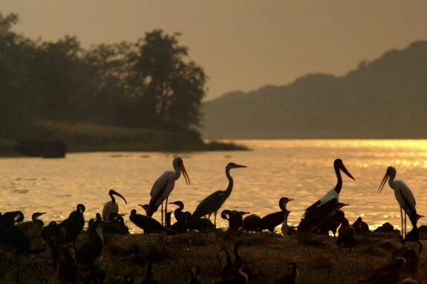Birdwatching Safaris in East Africa: 7 Incredible Places for Bird Lovers