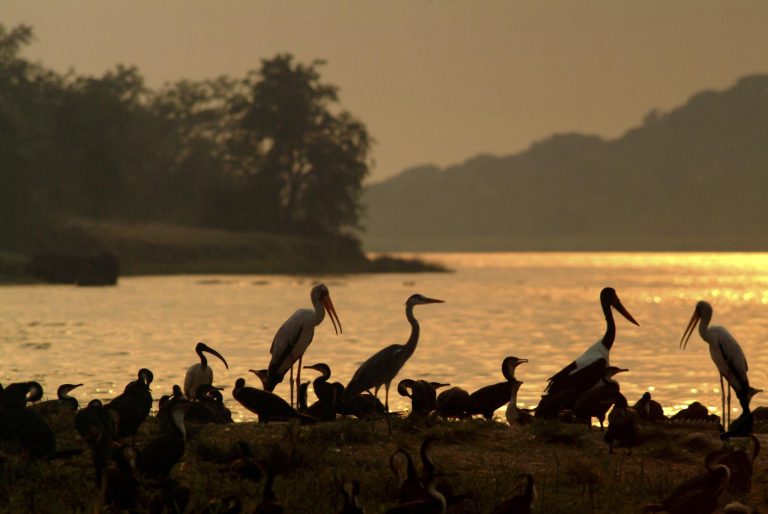 Birdwatching Safaris in East Africa: 7 Incredible Places for Bird Lovers