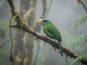 Colourful birds in Bwindi| Birdwatching safaris in East Africa
