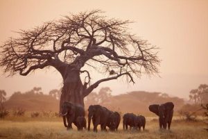 A heard of elephants in Ruaha National Park