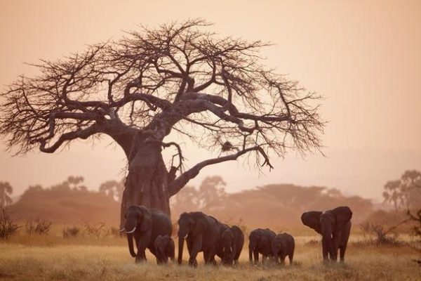 Ruaha National Park: An Incredible Guide to Tanzania’s Wild Heart