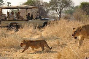 Enjoy game drives at Ruaha National Park