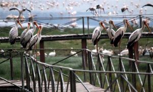 Bird species at Lake Manyara