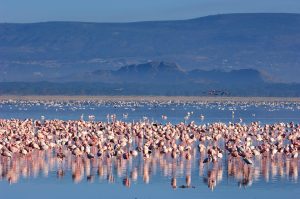 Flock of Lesser flamingos at Lake Nakuru, seen during birdwatching safaris in East Africa