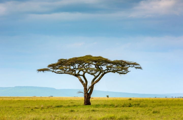 The Amazing Acacia Tree Ecosystem in Kenya: One Tree, Many Animals