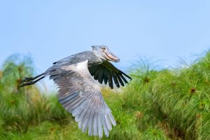 Shoebill at Akagera National Park